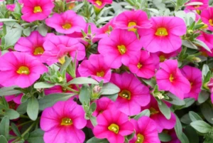 Pocket Dark Pink