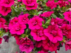 Pocket Double Magenta