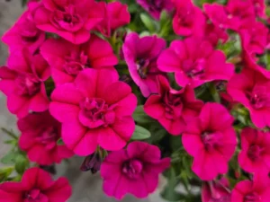 Double Magenta