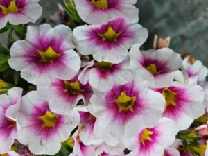 Orchid SS