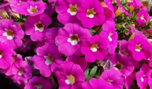 Pocket Pink Ice