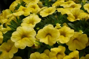 Pocket Yellow