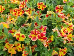 Starburst Red