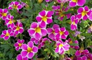 Starburst Pink