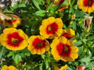 Unique Apricot Punch