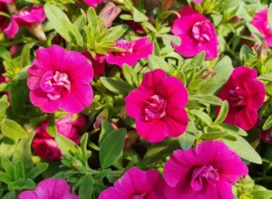 Unique Double Pink