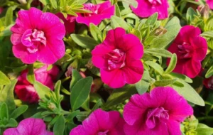 Unique Double Pink