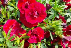 Unique Double Velvet Red