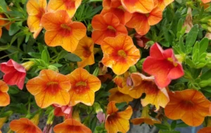 Unique Orange