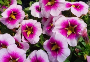 Unique Orchid Star