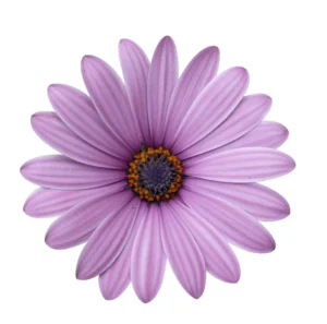 Cape Daisy Antique Rose