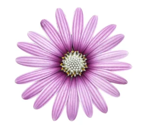 Cape Daisy Eye Catcher Purple