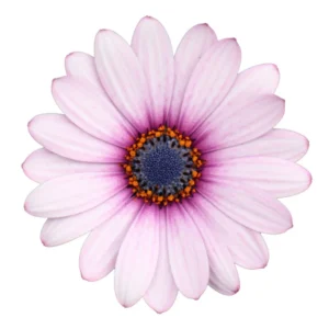 Cape Daisy Purple  Illumination