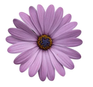 Cape Daisy Zanzibar Painted Desert