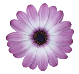 Cape Daisy Zanzibar Rose Bicolor