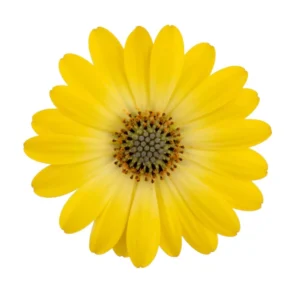 Cape Daisy Zanzibar Sunlight