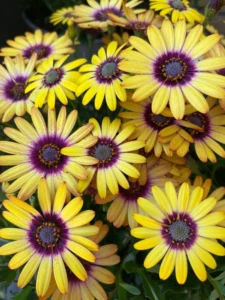 Cape Daisy Zanzibar Sunlight Purple Ring