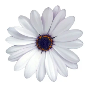 Cape Daisy White