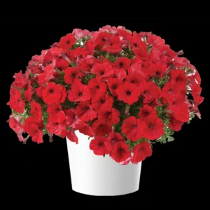 CAPELLA Ruby Red