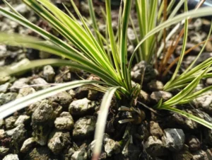 brunnea Aureovariegata