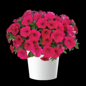 Cascadias Fuchsia