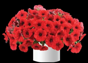 Cascadias Chilli Red
