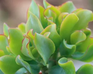 Aborescens 28