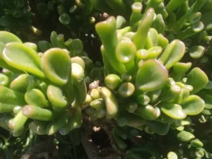 Ovata Gollum 28