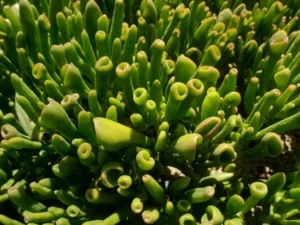 Ovata Horntree 28