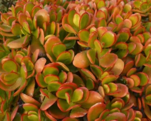 Ovata Sunset 28