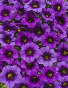 Unique Lilac