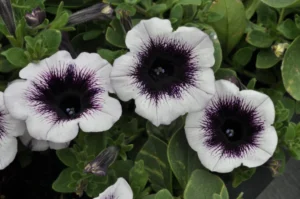 DESIGNER Black Spot