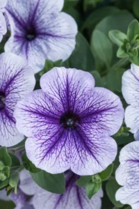 DESIGNER Blueberry Burst