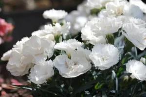 White 9cm