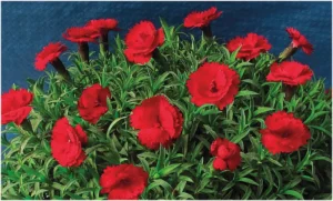 Dark Red 9cm