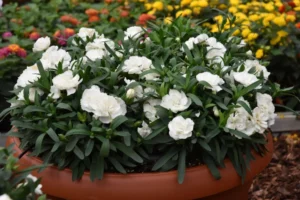 Bianco