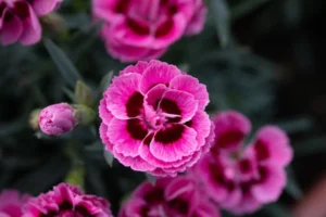 Pink Eye