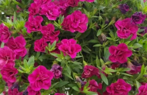 Double Magenta SS