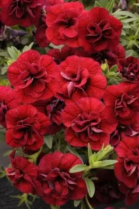 Double Ruby SS