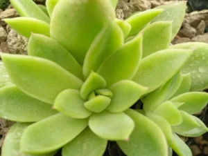 Agavoides 28