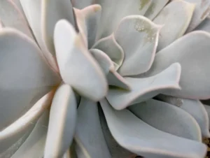 Lilacina 28