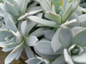Peaccockii 28