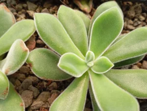 Pulvinata 56