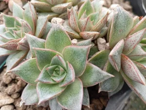 Purpusorum 56