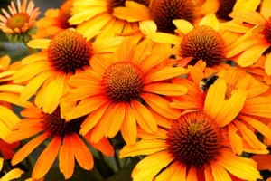 Prima Saffron