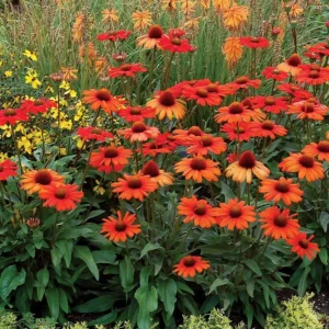 Kismet Intence Orange