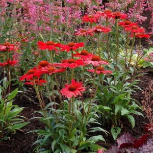 Kismet Red