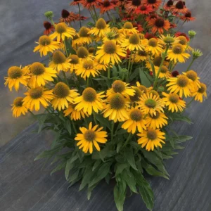 Kismet Yellow