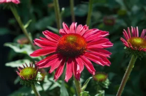 Kismet Raspberry