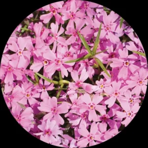 Emerald Pink